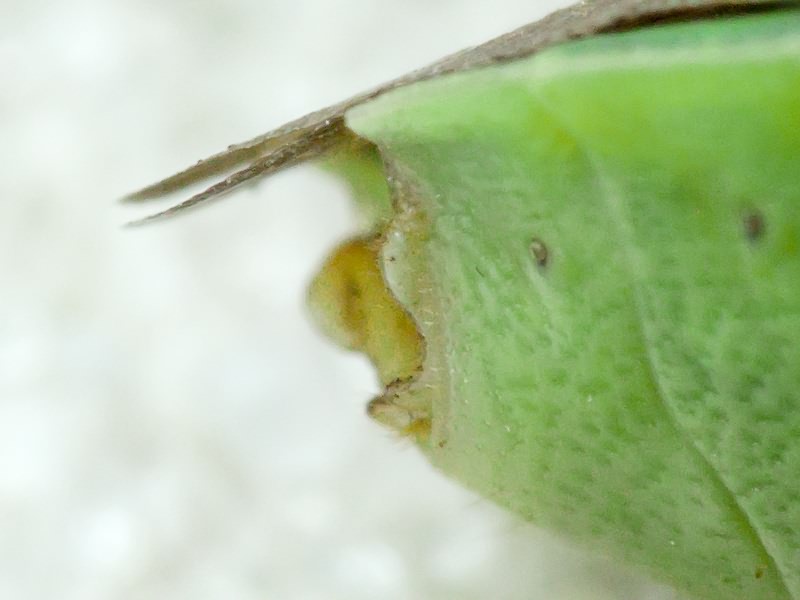 Palomena viridissima (Poda, 1761)